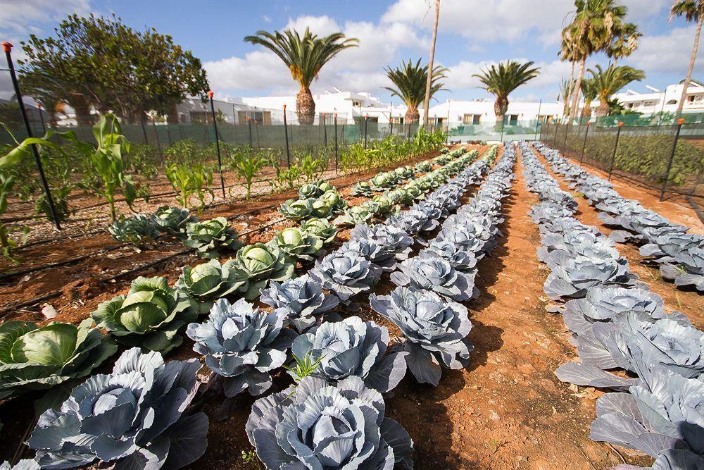 Floresta Appart hôtel Puerto del Carmen (Lanzarote)
